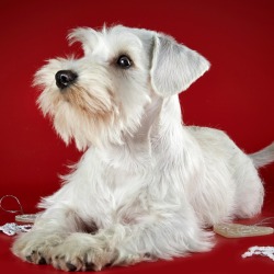 white Schnauzer puppy