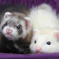 ferrets in their hammock