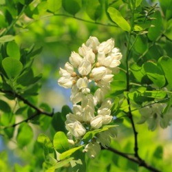 locust blossom