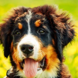 Sticky Pet Fur