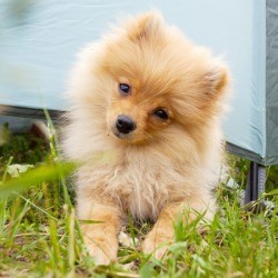 Pomeranian puppy