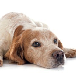 Restless Dog
