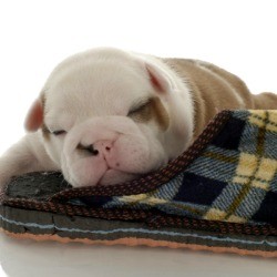 puppy sleeping with slipper