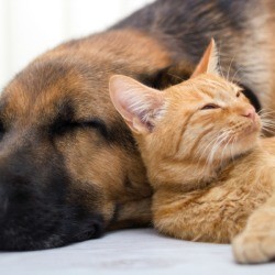 orange tabby resting its head on a sleeping dog