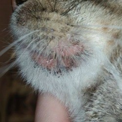 closeup of chin and jaw