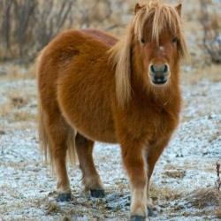 pony in lightly snow covered field