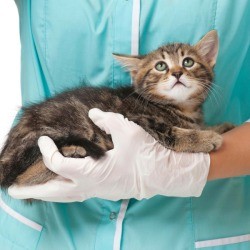 Kitten at Vet