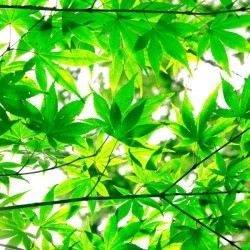 Maple Tree