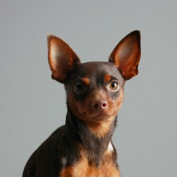 Miniature Pinscher 