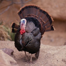 Wild Turkey