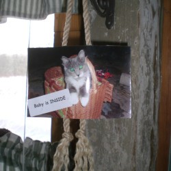 In/Out Sign for Pet