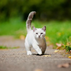 Outdoor Cat