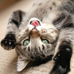 playful cat