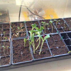 Veggie Seedlings