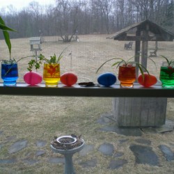 colored water with plants