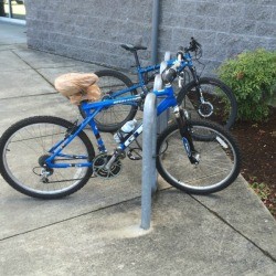 Plastic Bag to Keep Your Bicycle Seat Dry