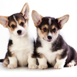 Corgi puppies