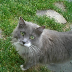 gray and white kitty