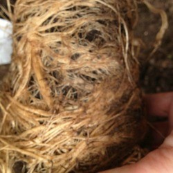 root bound ball of Shasta daisy