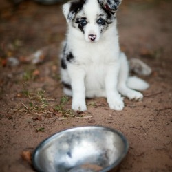 dog with empty dish