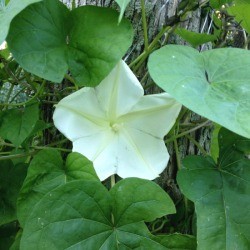 moonflower closeup