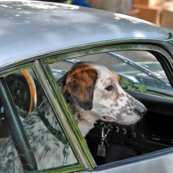 spaniel in a car