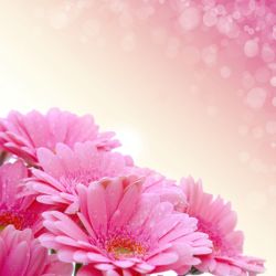 pink gerbera daisies 