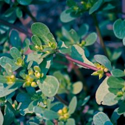 Growing Purslane (Portulaca) oleracea