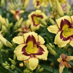 pale yellow and purple daylilies