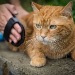 Grooming Your Cat Woman brushing a cat.