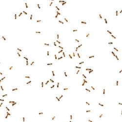 A bunch of ants on a white background.