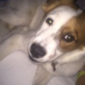 brown and white dog