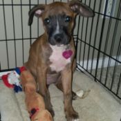 puppy in crate