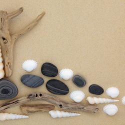 beach shell rocks and wood