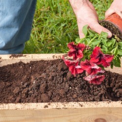 man planting petunias in a planter box