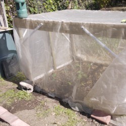 Protecting Cabbages from White Butterflies