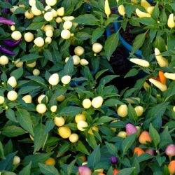 ornamental peppers