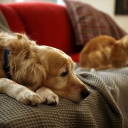 dog and cat on couch