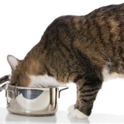 cat stealing food from cooking pot