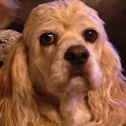 A cute Cocker Spaniel