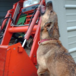 dog howling
