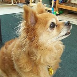 small reddish brown dog