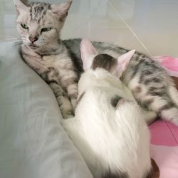 nursing kitten