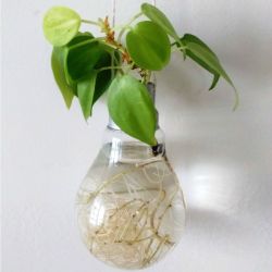 plant in vase