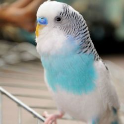 blue and white budgie