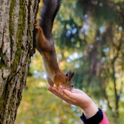 squirrel eating from hand