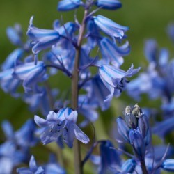 blue flowers