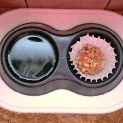 Coffee filter lining a pet dish