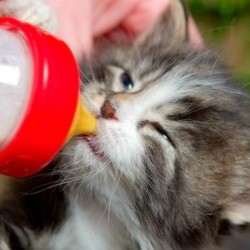 Making Homemade Kitten Formula
