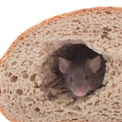 mouse peeking out of a hole in a loaf of bread